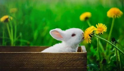 91吃瓜 黑料官方桌面端